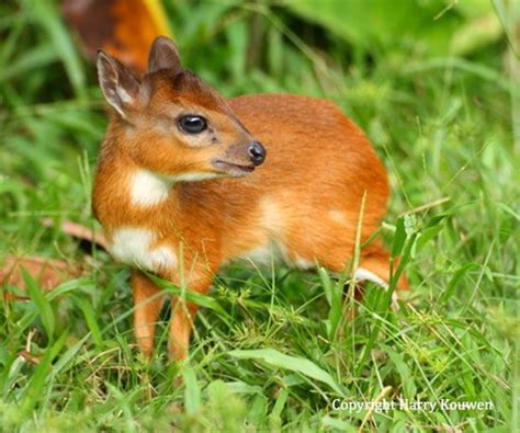 smallest antelope.